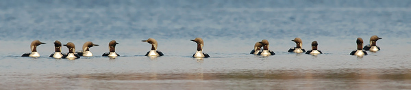 Kuikka, Black-throated Diver, Gavia arctica